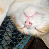 maxmigatito