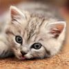 user_a.l.w_