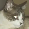 gatos123.2