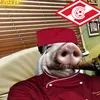 mr.stetchik