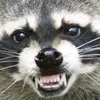 milingraccoon1