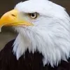 halemfalcon