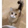 toragasuki2