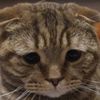 anonymous_cat_228