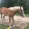 vicrancher