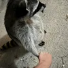 juguitodemaldaduwu