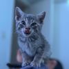 gato_comono