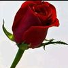user4812188454443