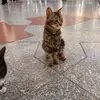 sherry_meow15