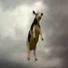 zntrm8
