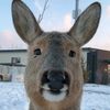bobbythedeer