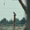 无贪