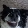 marley