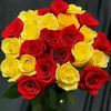 ibay_tigray2536