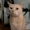 ayepeyeep