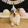 Bucky The Corgi