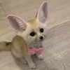 blinkzedde