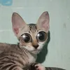 hongthamle58
