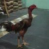 ZAINAL
