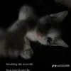 270509khna