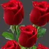 md.joniahamed