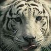 moutraa.z