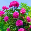 malik.shahzada048