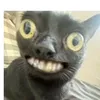 ricottwxd