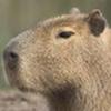 capybara_729