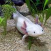 whites_axolotl