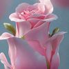 ibaad.hussain.4