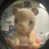 hqllivx