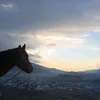 nechirvan035