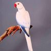 basheermohammd1