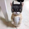 batcat.0