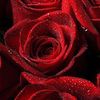 minerose945