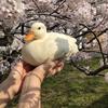 duck_bee_animalscool