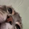.allim11