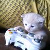 kittyopi