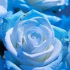 bluerose0467