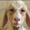 nerdy_goat