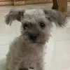 Pupet