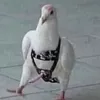 domcirdosv1