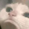 aiooozen