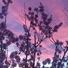 lot_usflower7