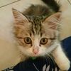 onaw.comel