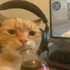 islandcoconut24
