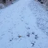 horizontal406