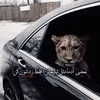 aminzhgzh