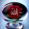 user4588180669655